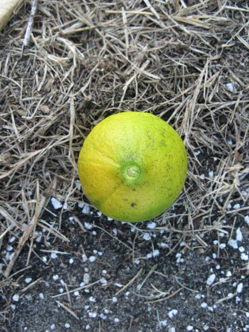              Fruit (Winter Haven, FL)       